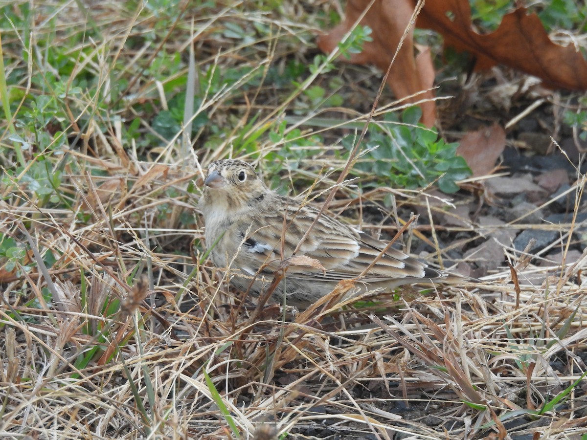 Chestnut-collared Longspur - ML625609725