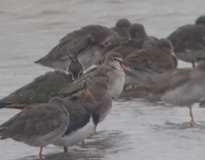 Spotted Redshank - ML625609759