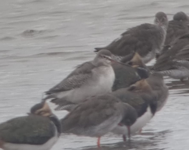 Spotted Redshank - ML625609760