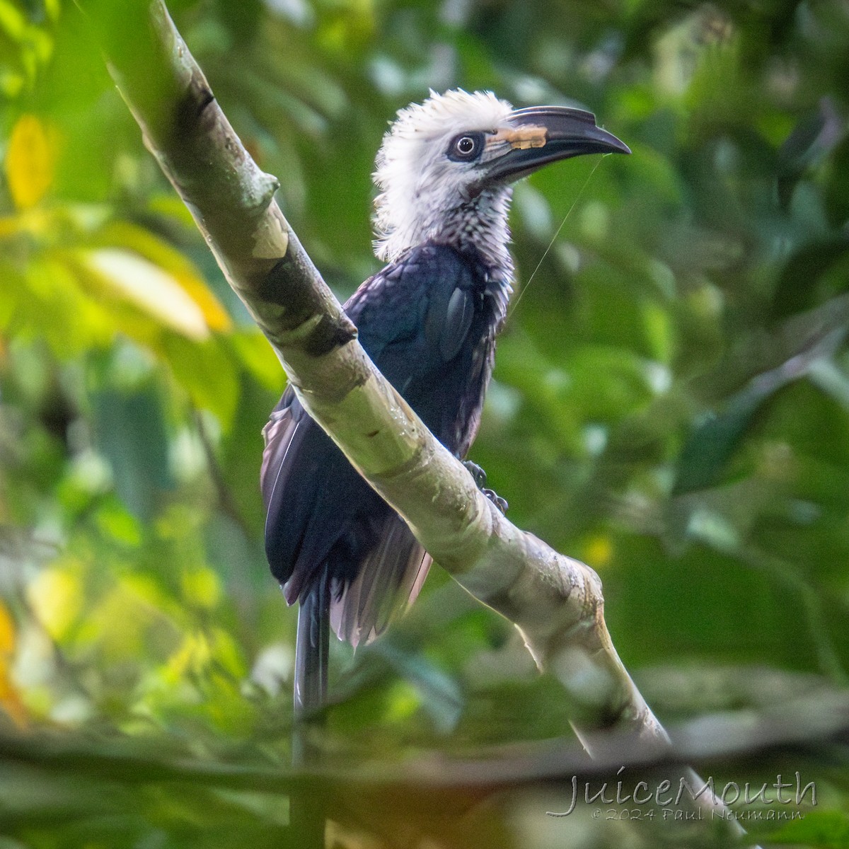 Western Long-tailed Hornbill - ML625609789