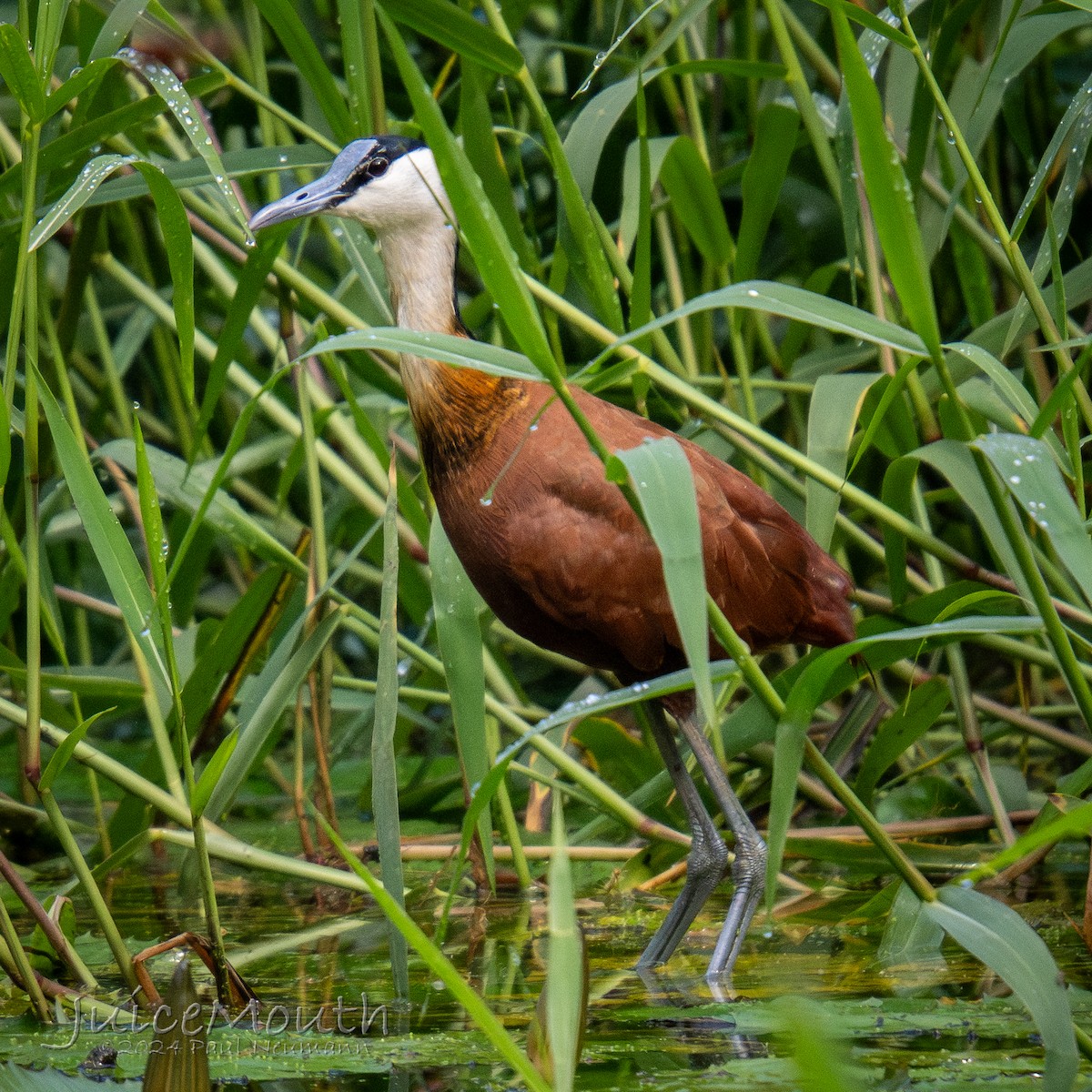African Jacana - ML625609856