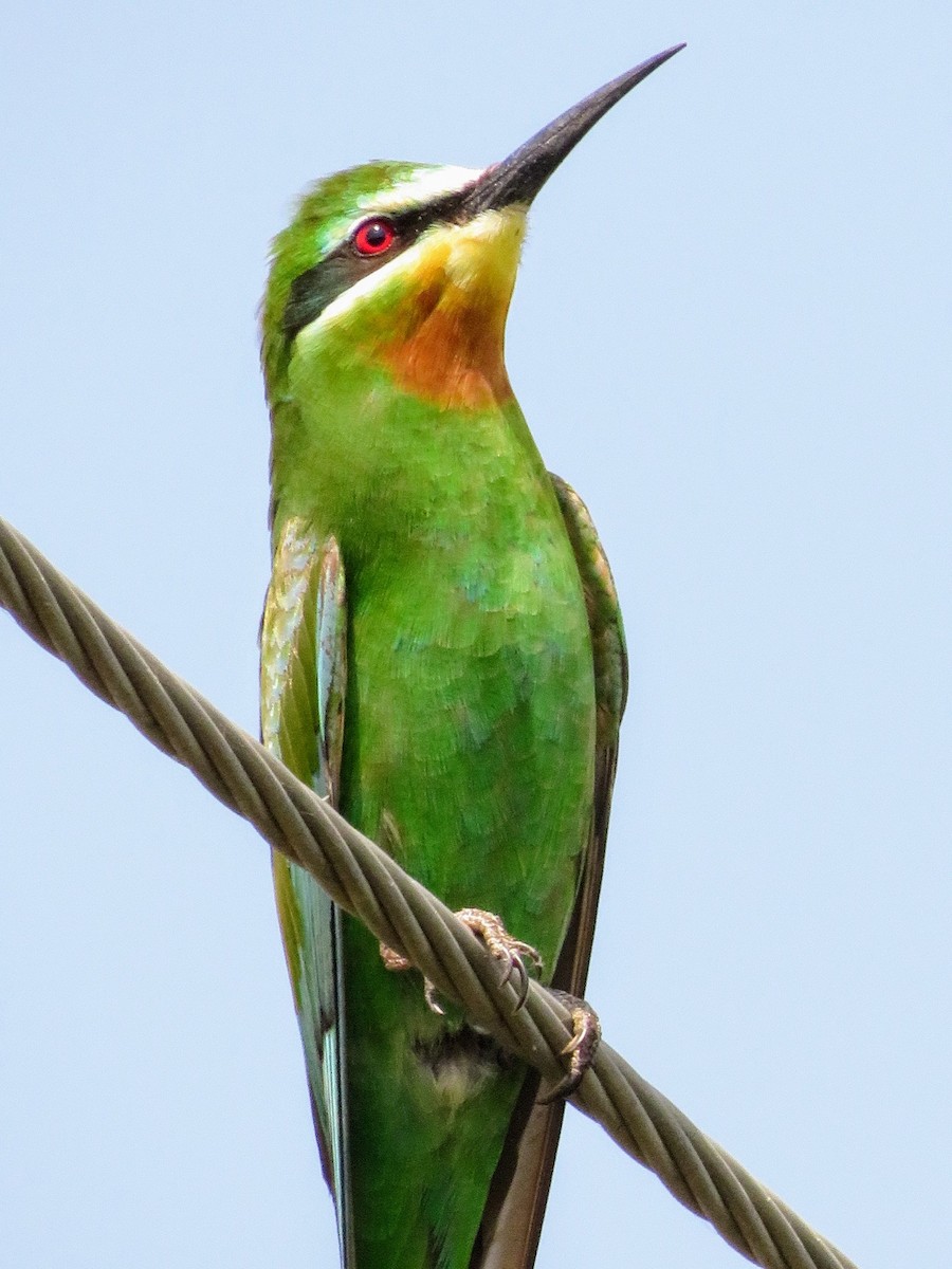 Blue-cheeked Bee-eater - Mahmadanesh Khira