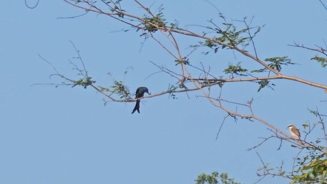 Ashy Drongo - ML625609912