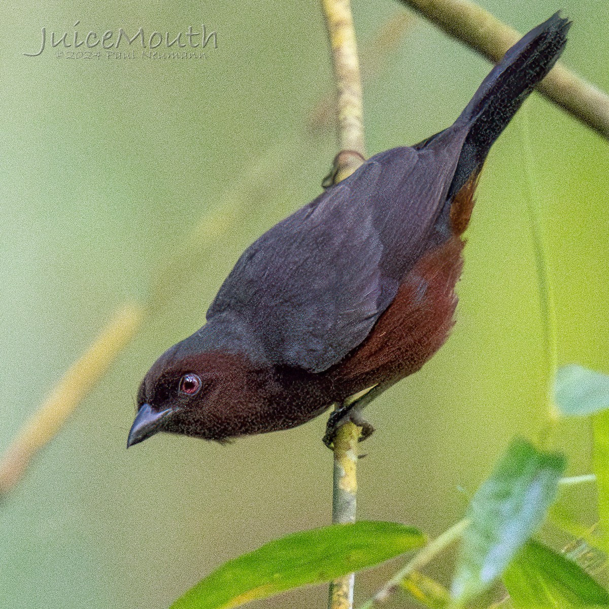 Chestnut-breasted Nigrita - ML625609982