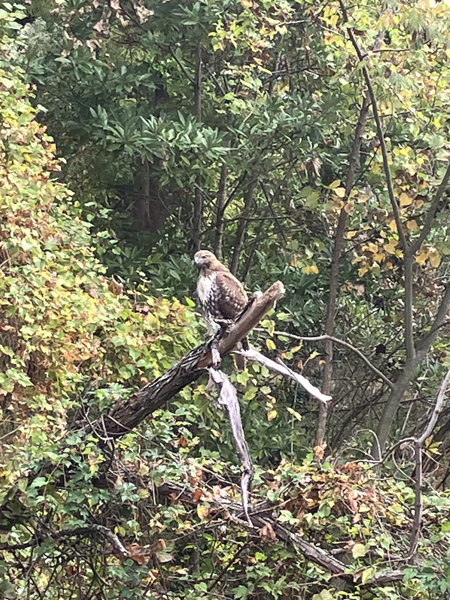 Red-tailed Hawk - ML625610019