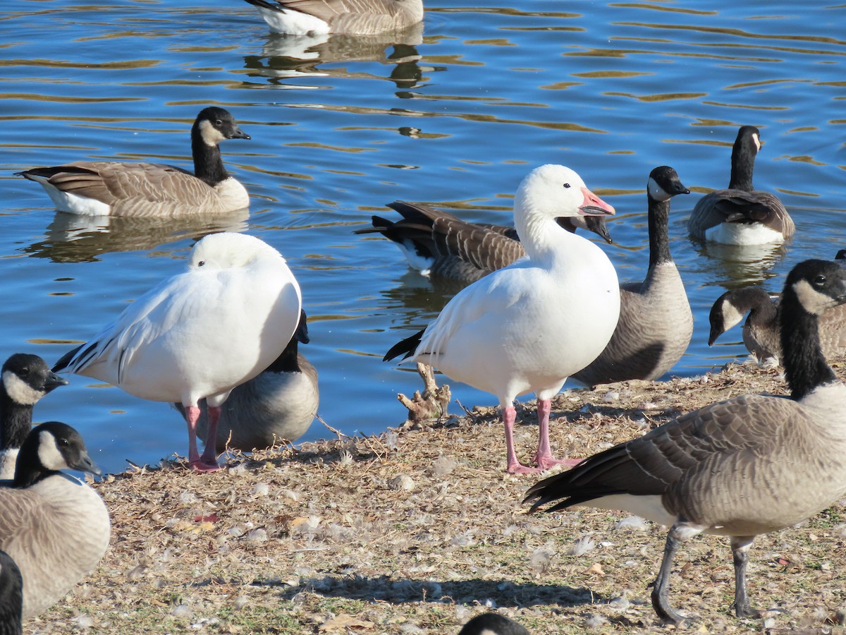 Snow Goose - ML625610153