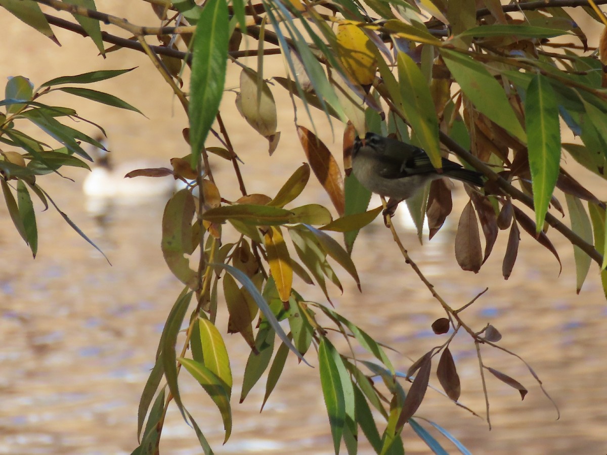 Golden-crowned Kinglet - ML625610157