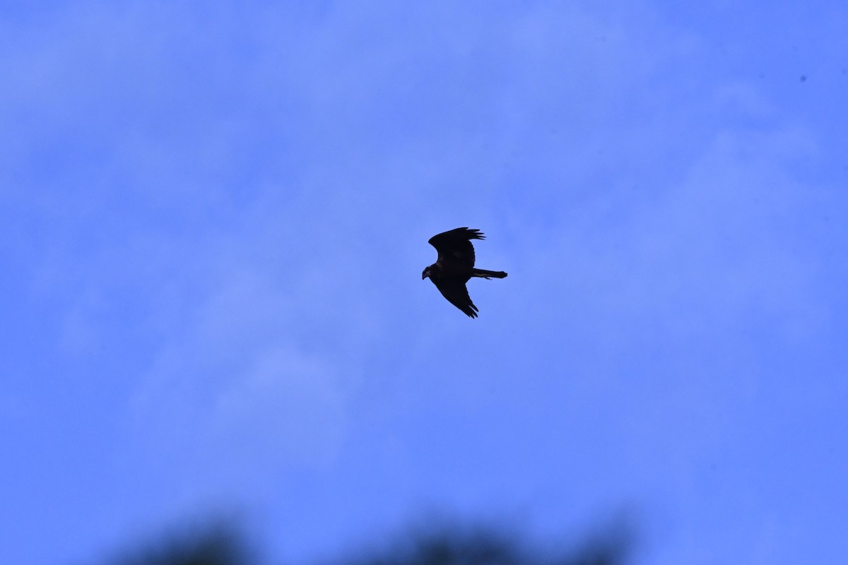 Western Marsh Harrier - Thomas Woesler