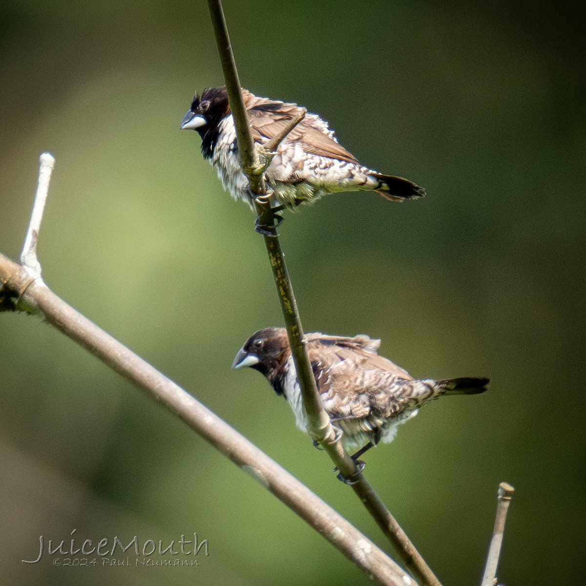 Bronze Mannikin - ML625610176