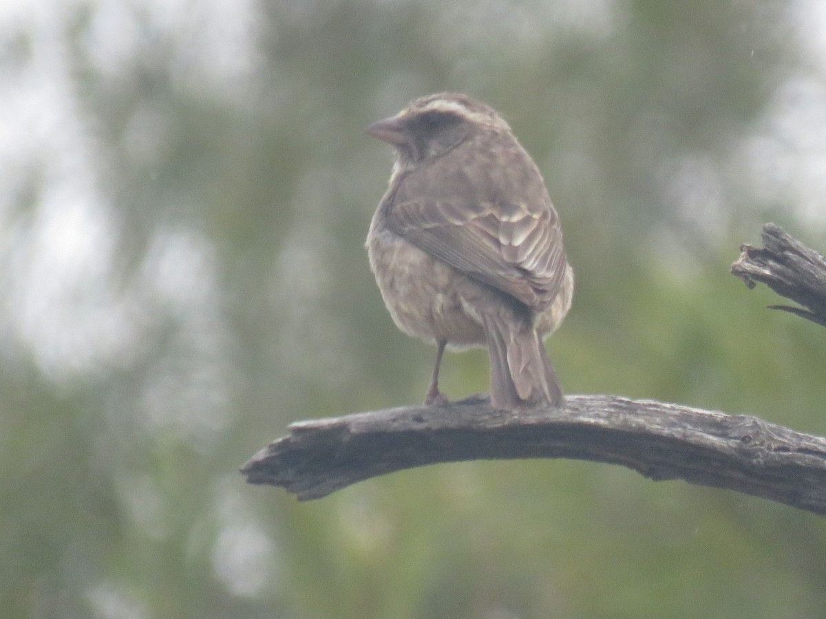 Streaky-headed Seedeater - ML625610177