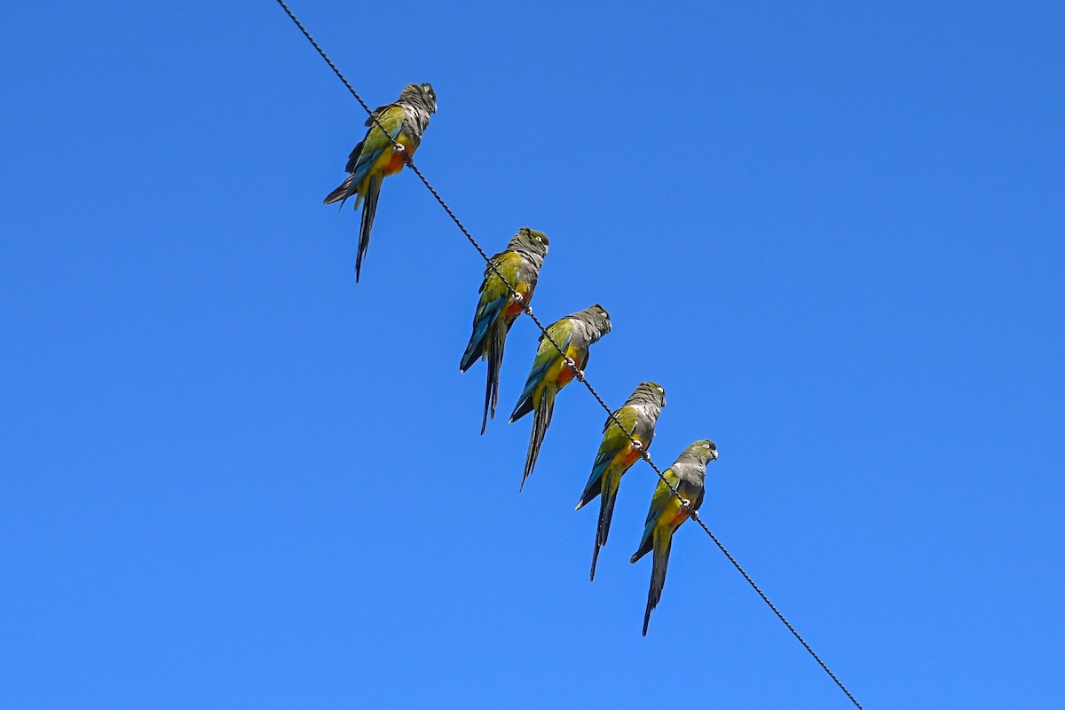 Burrowing Parakeet - Noah Khanti Steinberg