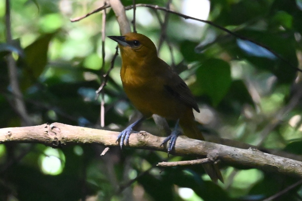 Montserrat Oriole - ML625610196