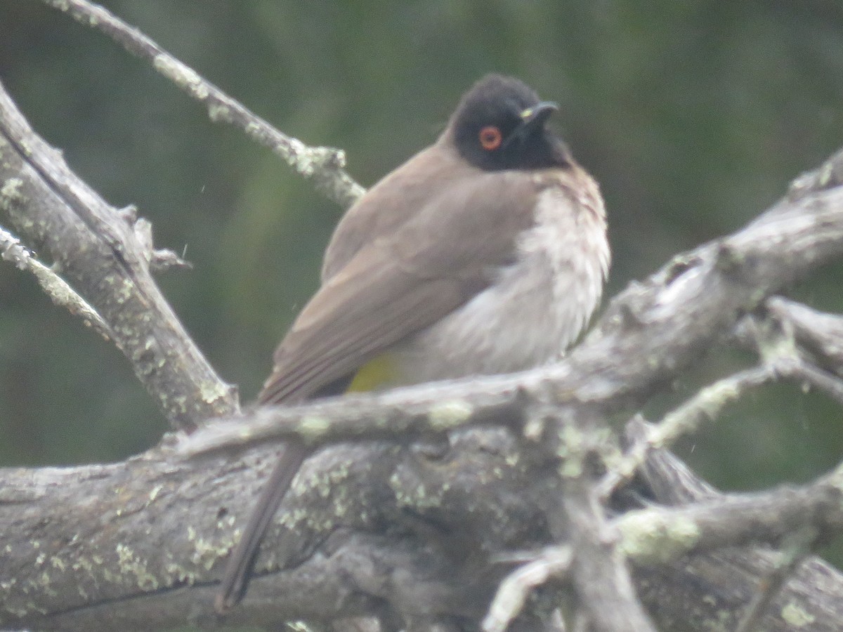 Black-fronted Bulbul - ML625610200