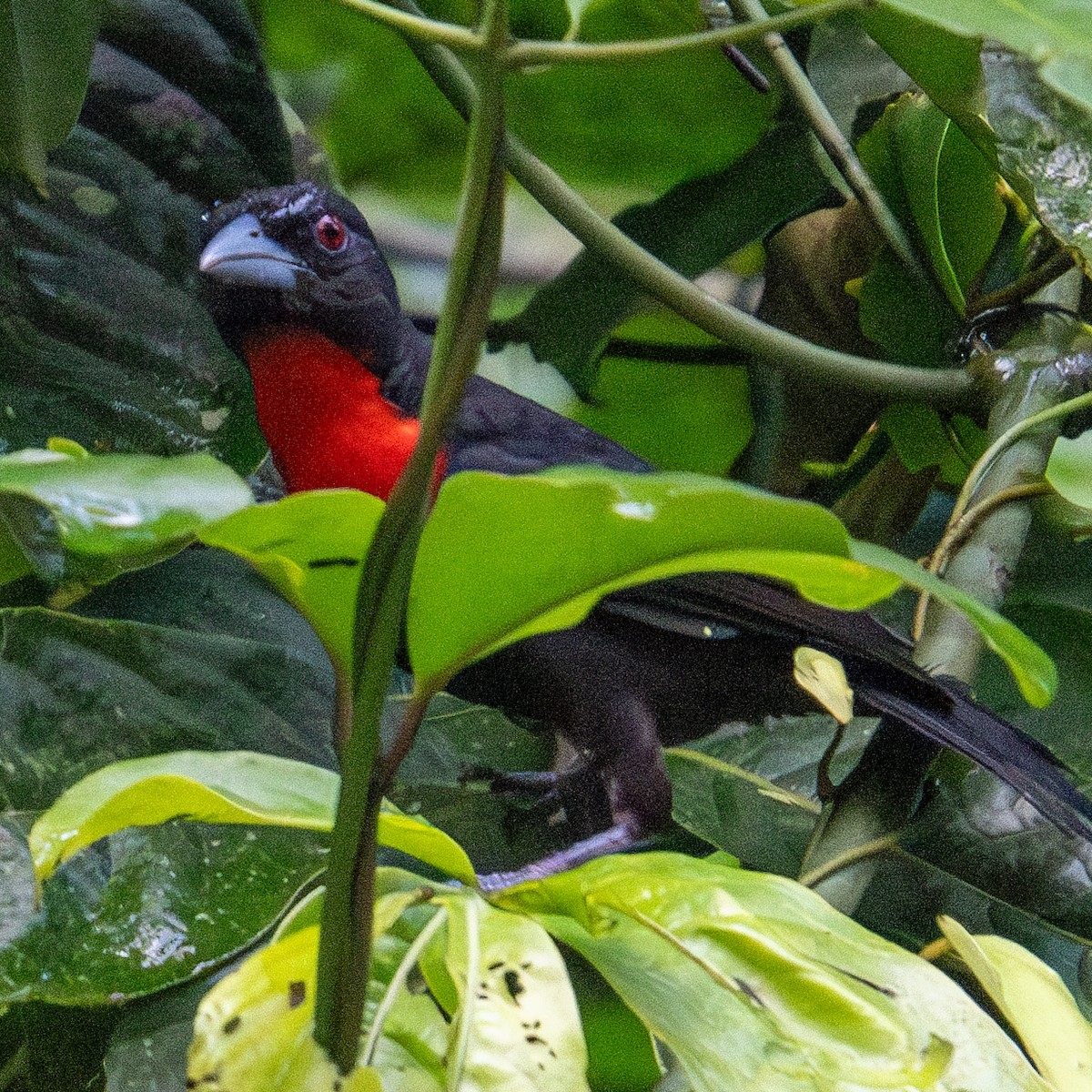 Western Bluebill - ML625610251