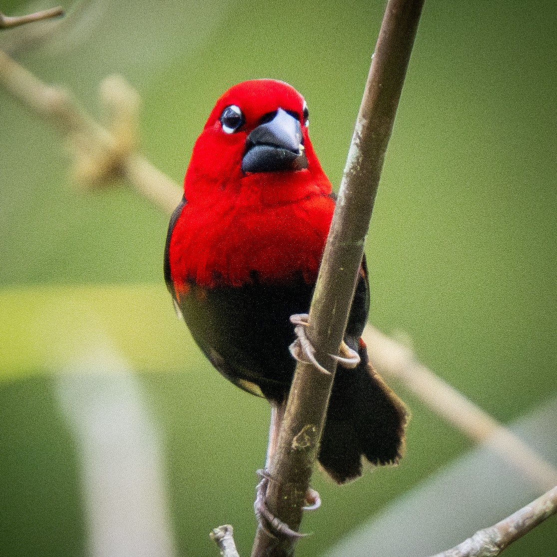 Black-bellied Seedcracker - ML625610322