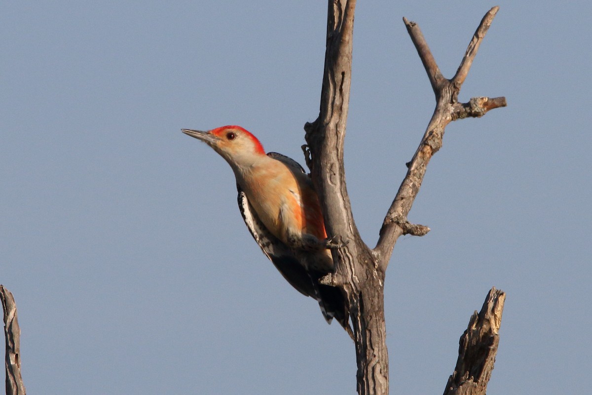 Red-bellied Woodpecker - ML625610508