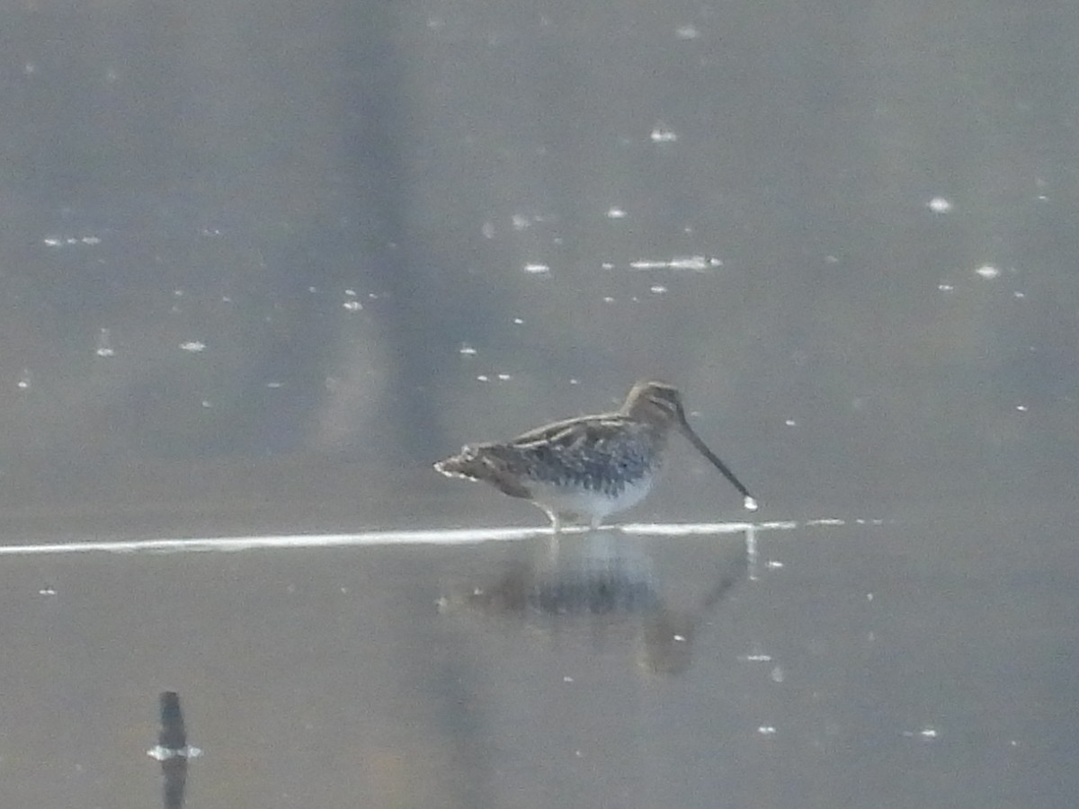 Wilson's Snipe - ML625610509