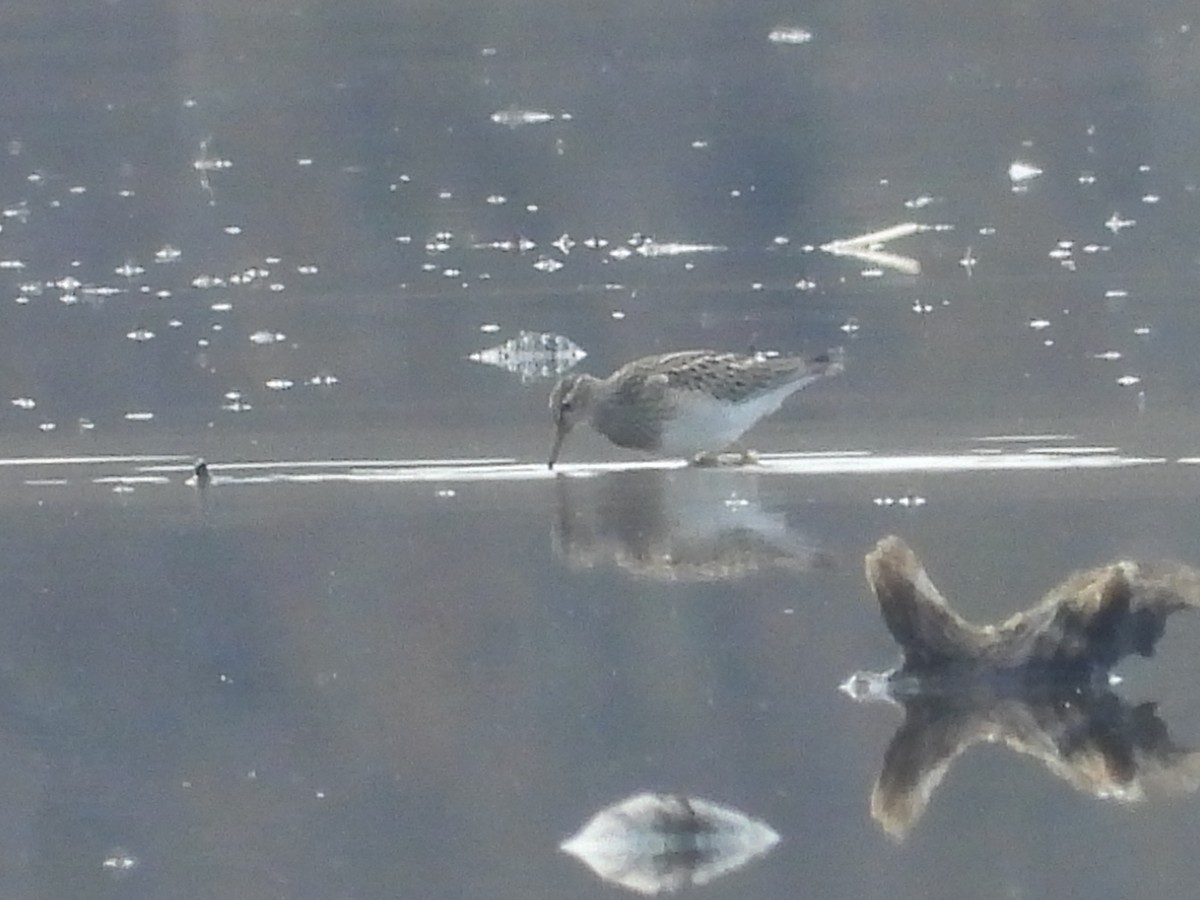 Pectoral Sandpiper - ML625610520