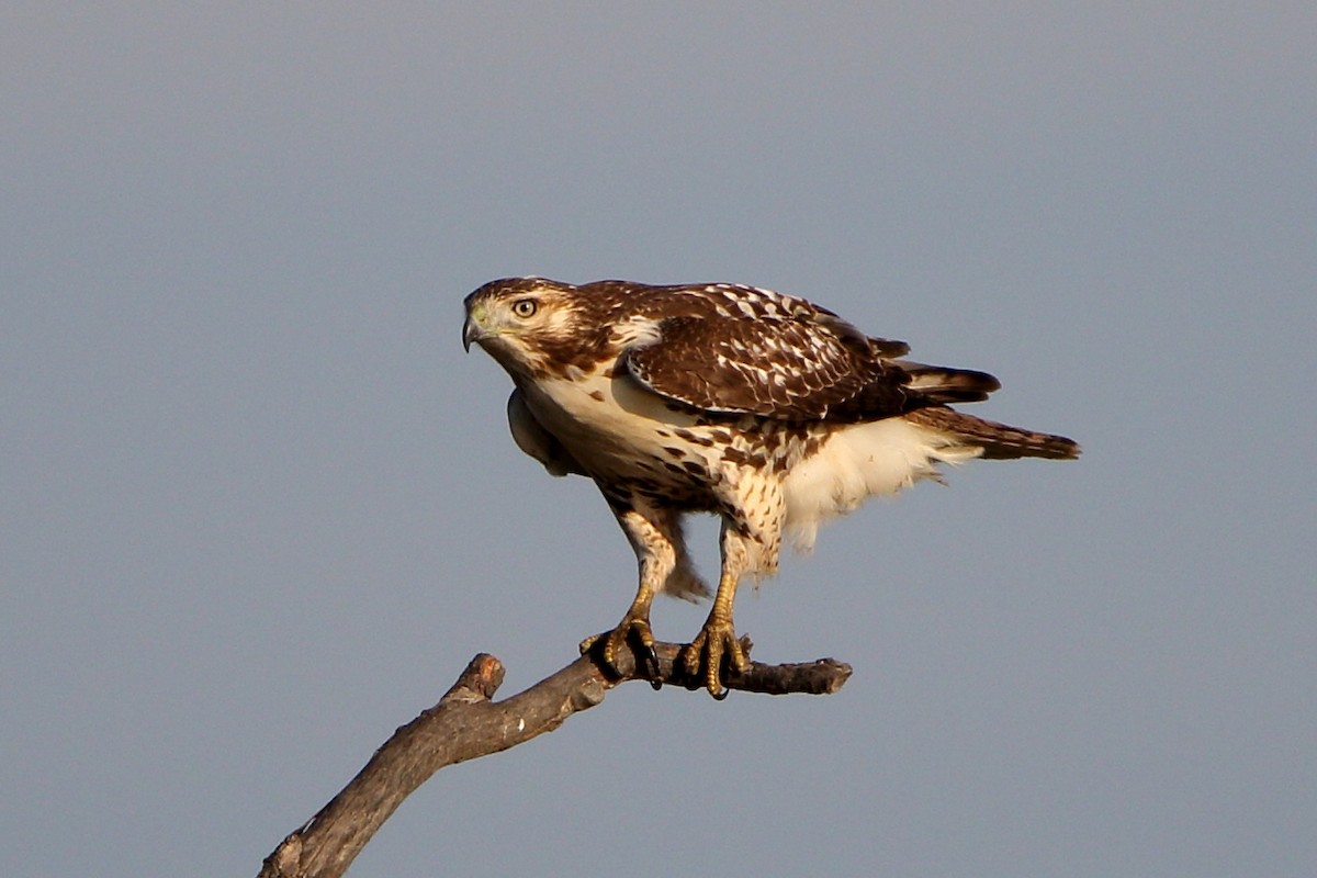 Red-tailed Hawk - ML625610522