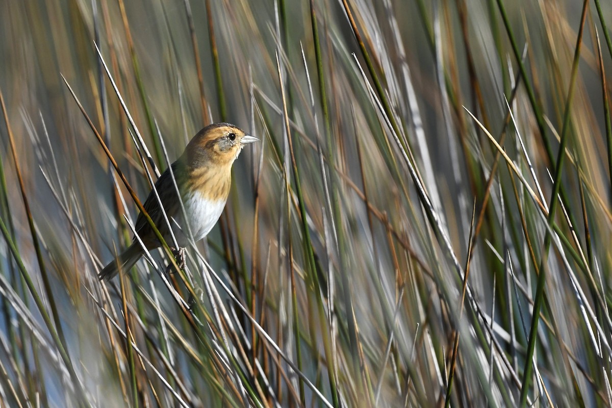 Nelson's Sparrow - Todd Love