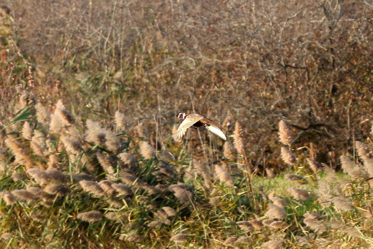 Ring-necked Pheasant - ML625610555