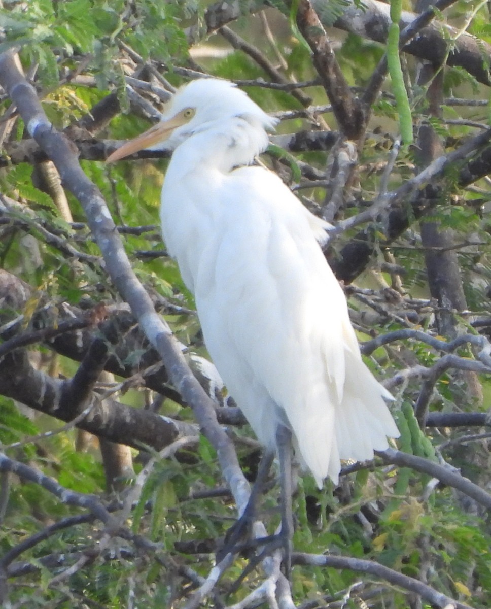 Great Egret - ML625610603