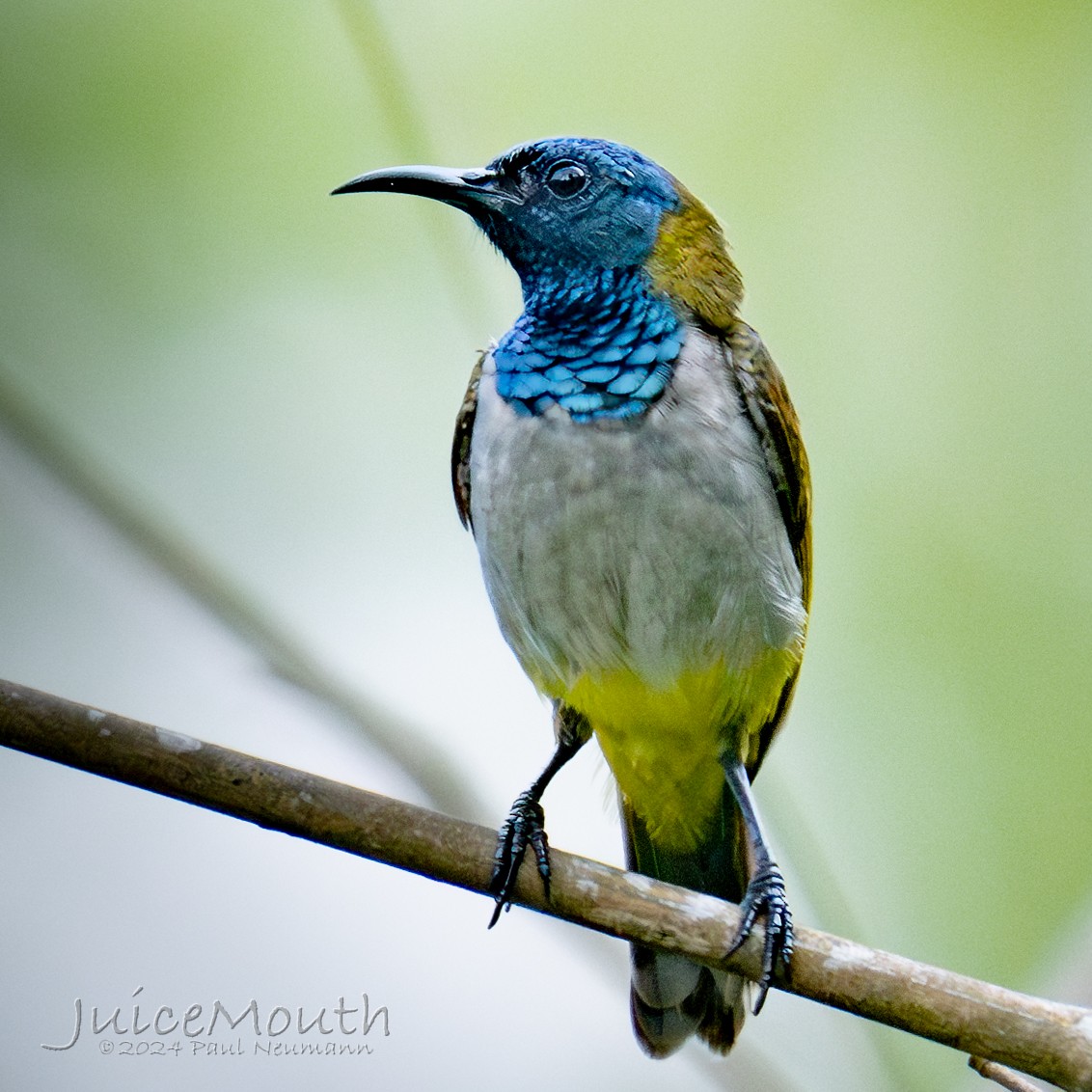 Reichenbach's Sunbird - ML625610620