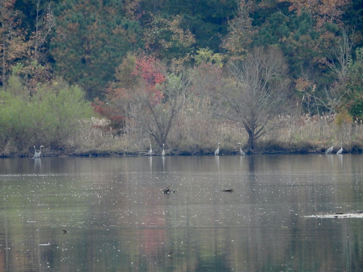 Great Blue Heron - ML625610684