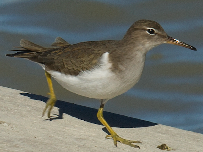 Spotted Sandpiper - johnny powell