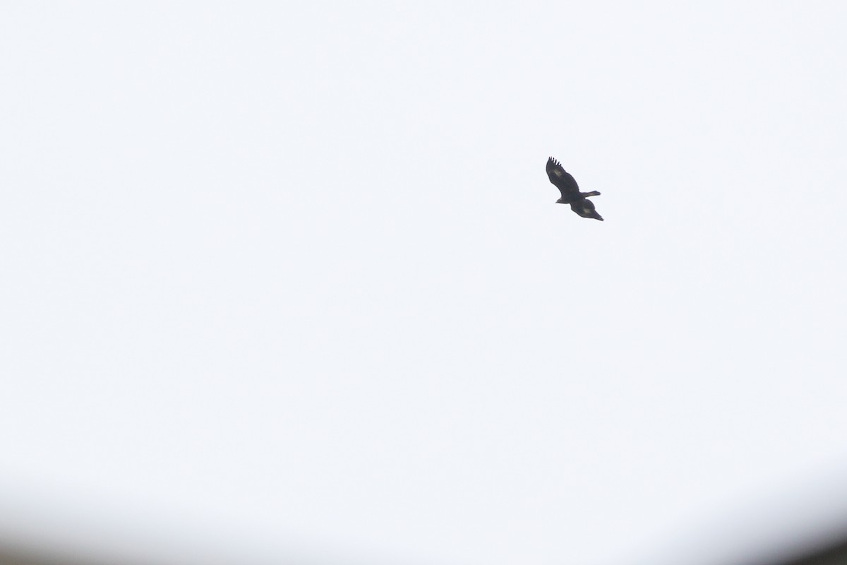 Golden Eagle - ML625610706