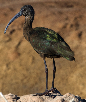 White-faced Ibis - ML625610723