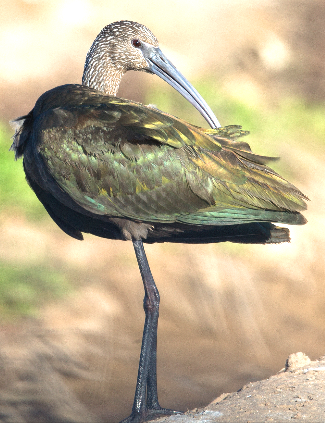 White-faced Ibis - ML625610724