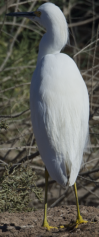 Snowy Egret - ML625610776