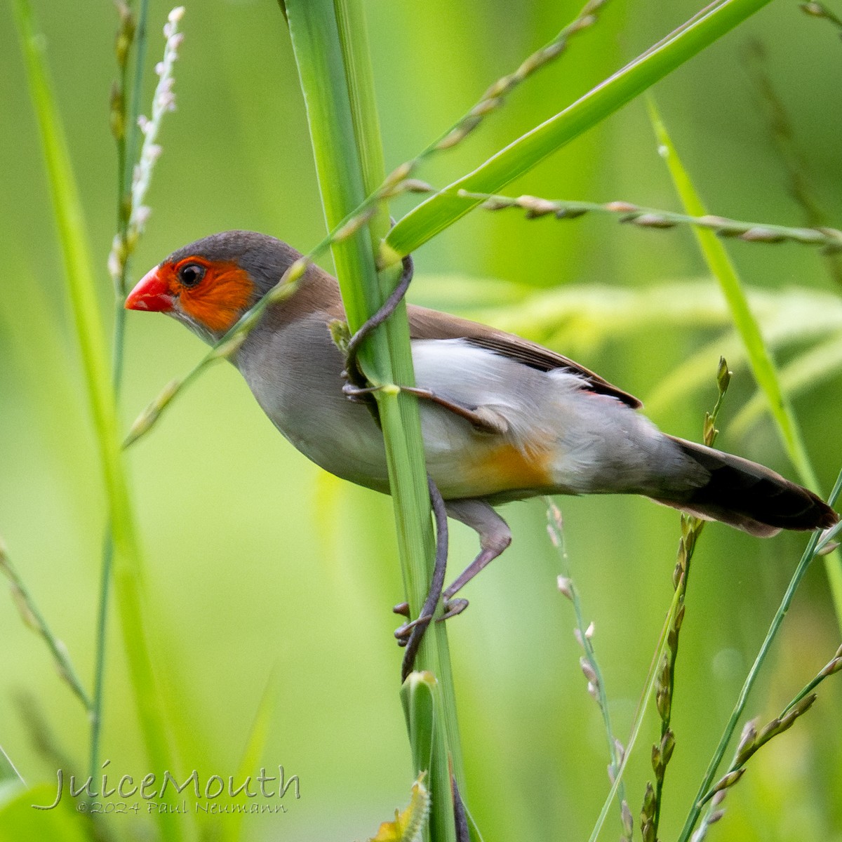 Orange-cheeked Waxbill - ML625610786
