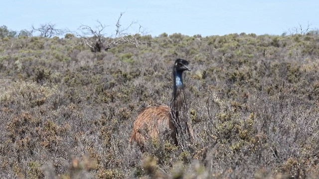 Emu - ML625610793