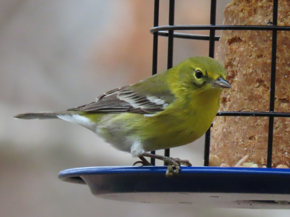 Pine Warbler - Laurie Koepke