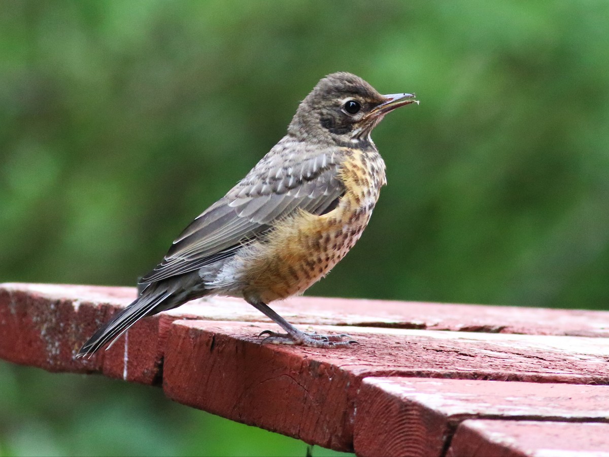 American Robin - Paul Fenwick