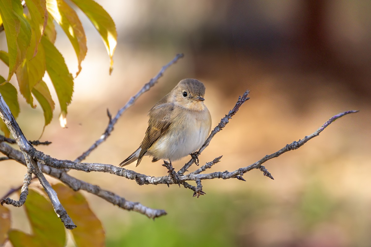 Red-breasted Flycatcher - ML625610971