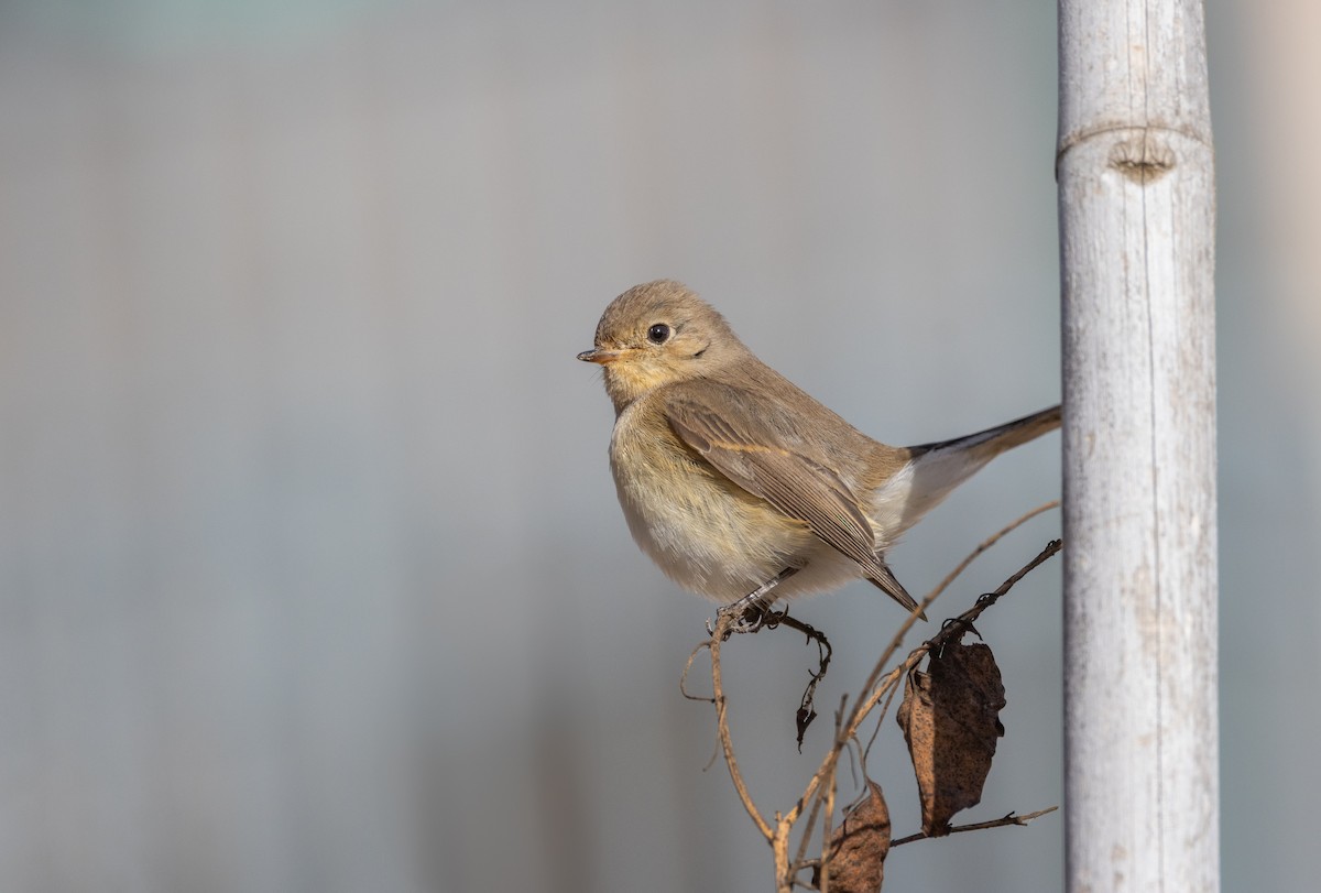 Red-breasted Flycatcher - ML625610972