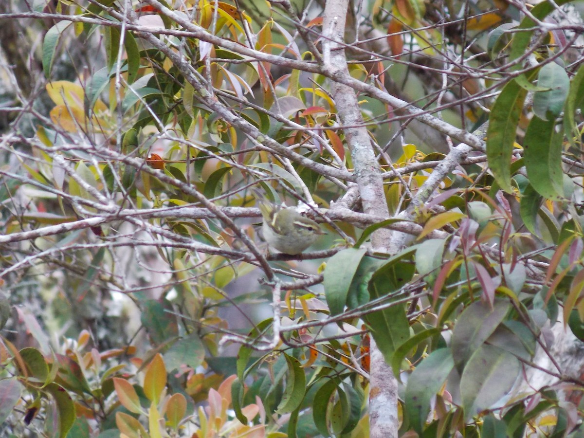 Davison's Leaf Warbler - ML625610977