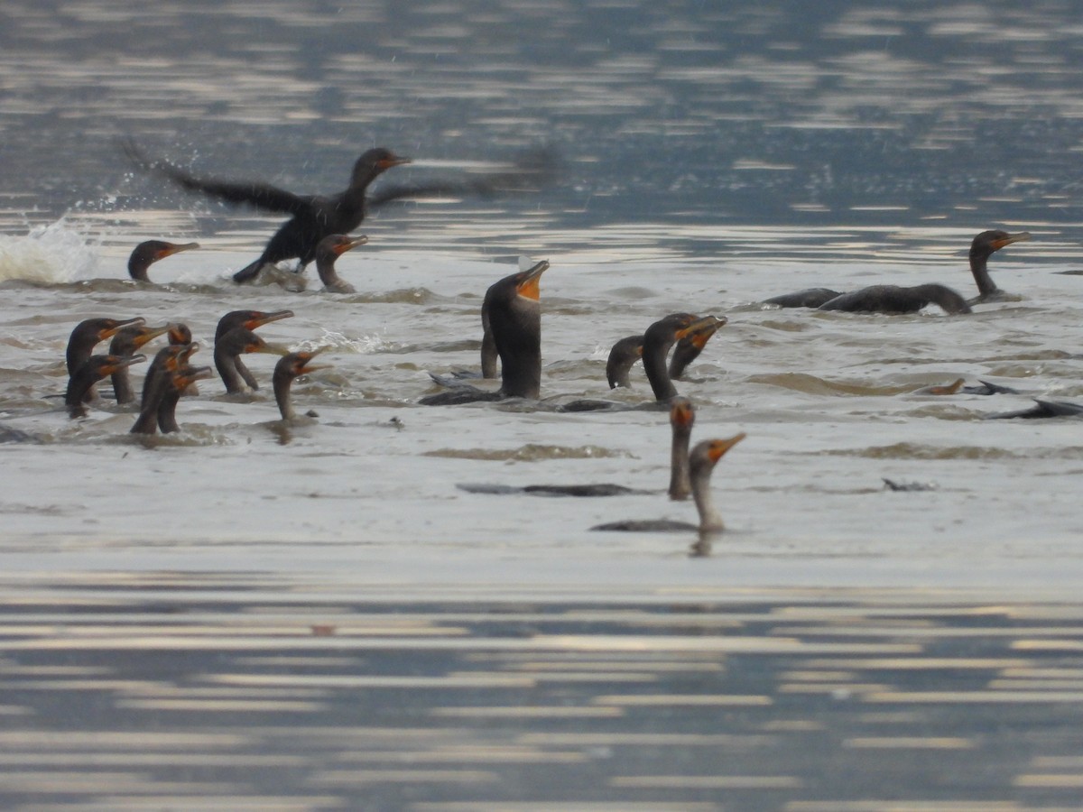 Double-crested Cormorant - ML625611019