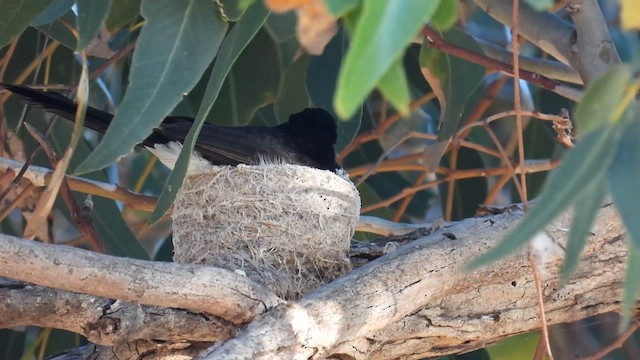 Willie-wagtail - ML625611056