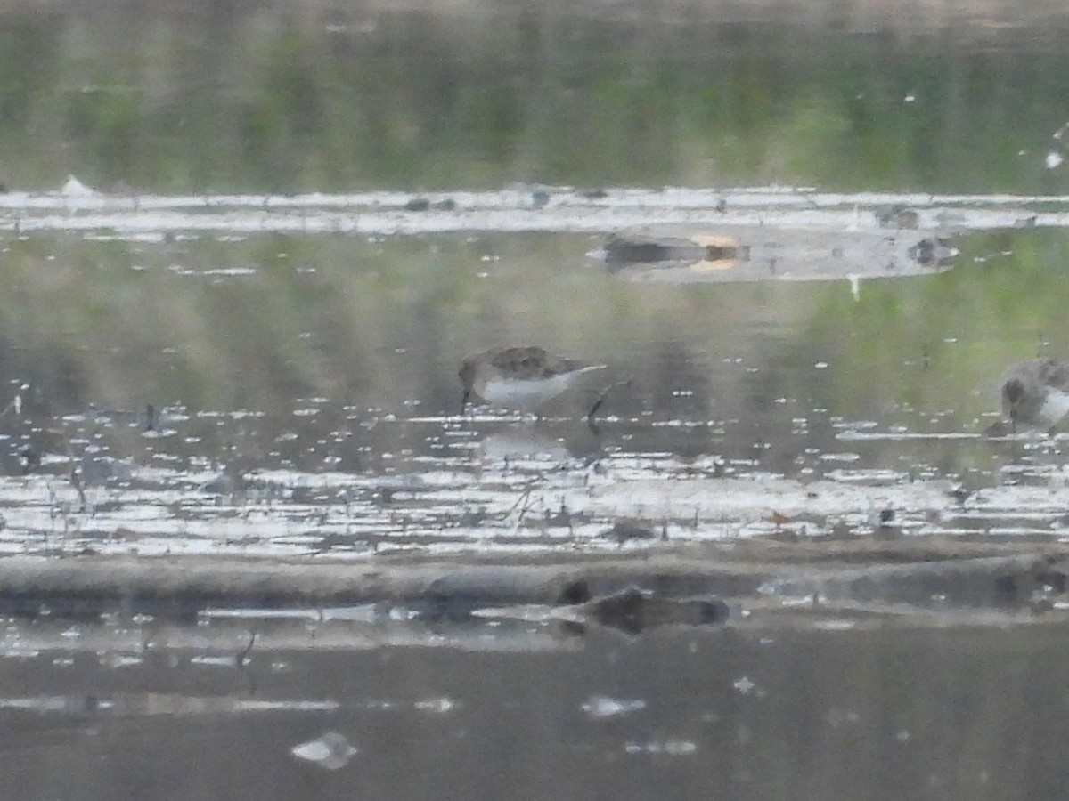 Dunlin - ML625611073