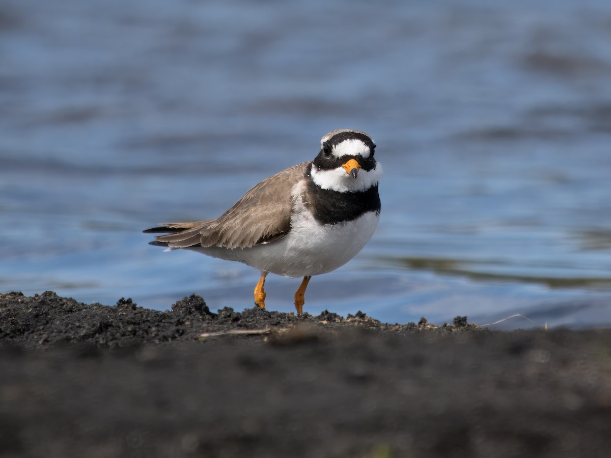 Common Ringed Plover - ML625611082