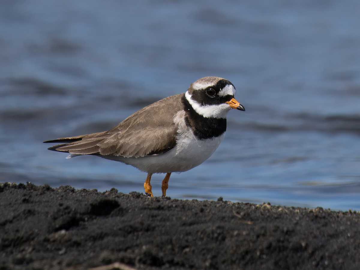 Common Ringed Plover - ML625611083