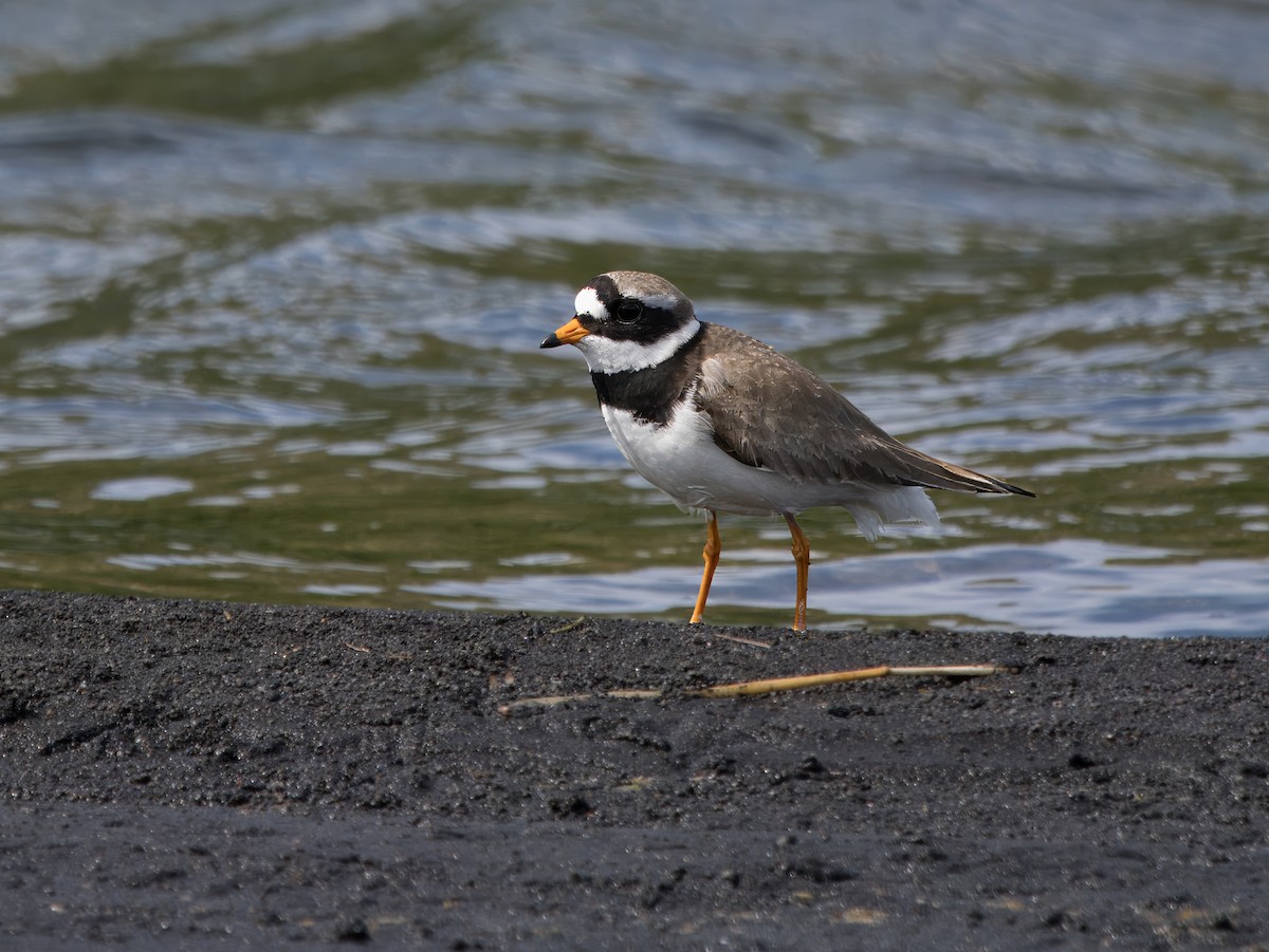 Common Ringed Plover - ML625611084