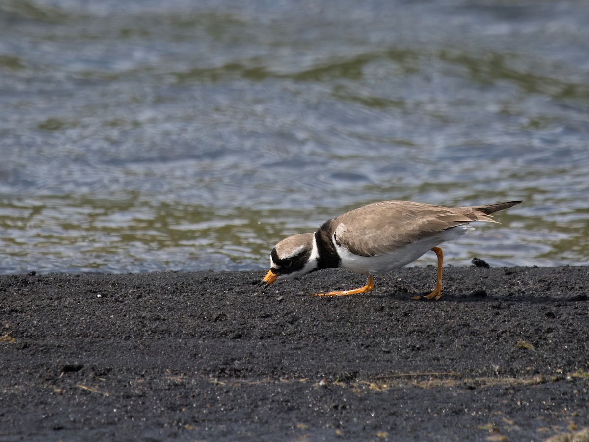 Common Ringed Plover - ML625611085