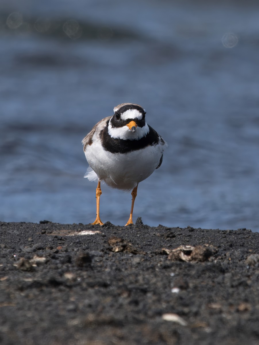 Common Ringed Plover - ML625611086