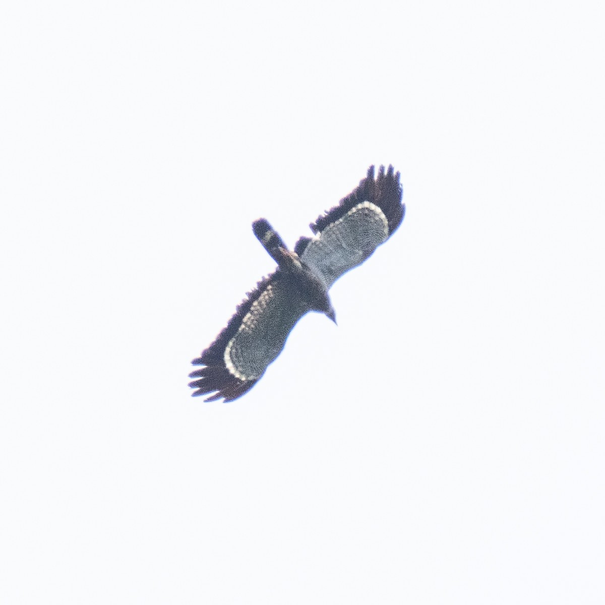 African Harrier-Hawk - ML625611131