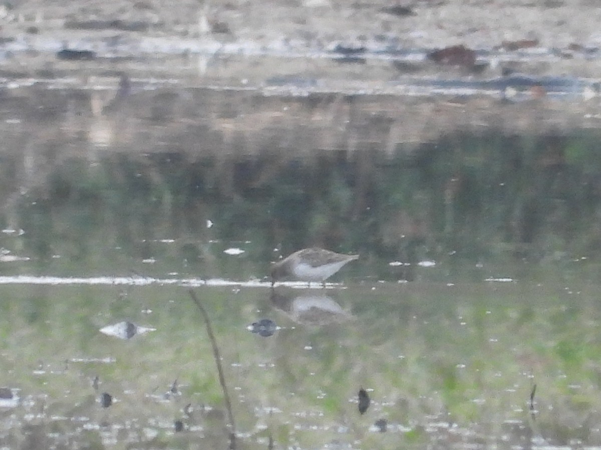 Dunlin - ML625611172